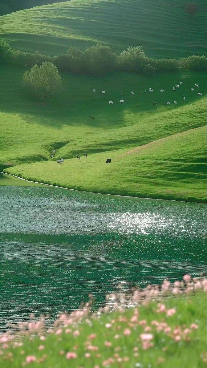 Grassland Download Wallpapers