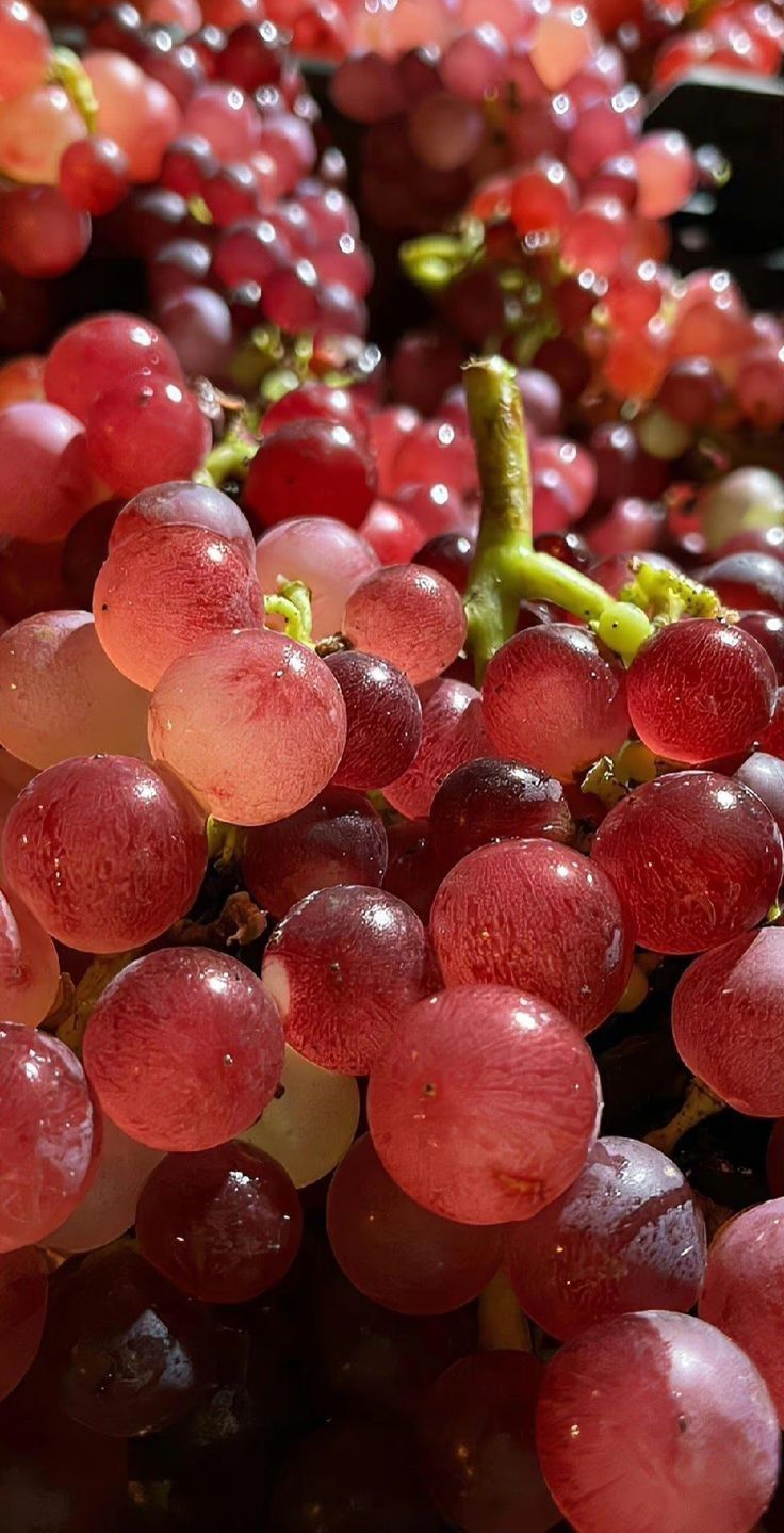 Cherry Download Wallpapers
