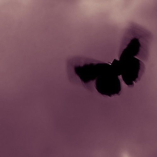 Black Moth Download Wallpapers