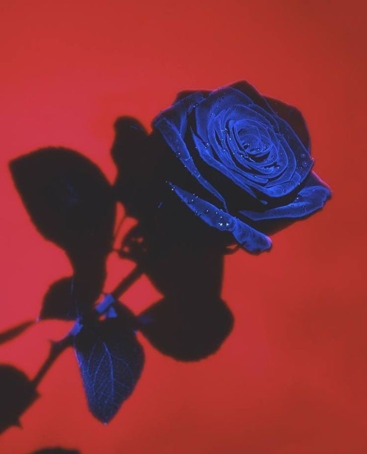 Saturated Rose Download Wallpapers