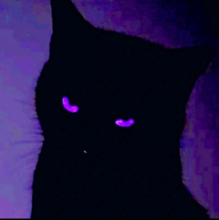 Black Cat Download Wallpapers