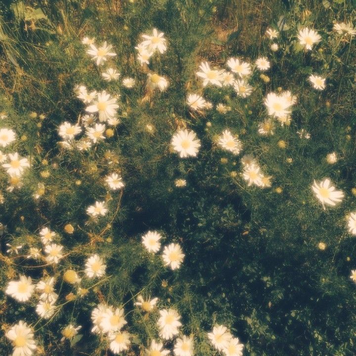 Flowers Download Wallpapers