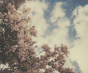 Flowers Download Wallpapers