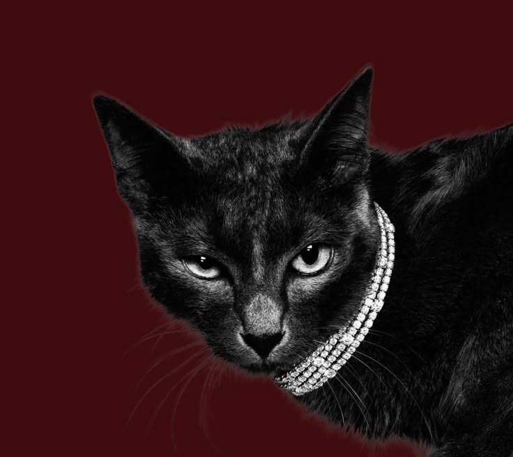 Cat Drip Download Wallpapers