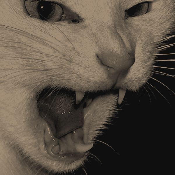 Angry Cat Download Wallpapers