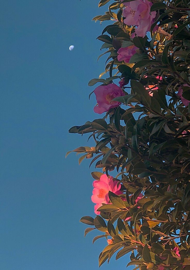 Flower Download Wallpapers