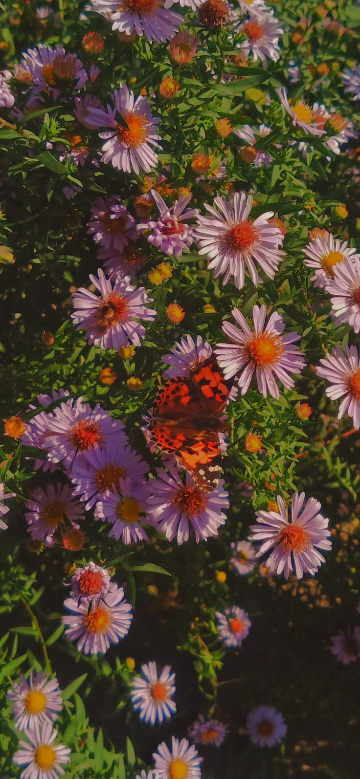Flowers Download Wallpapers