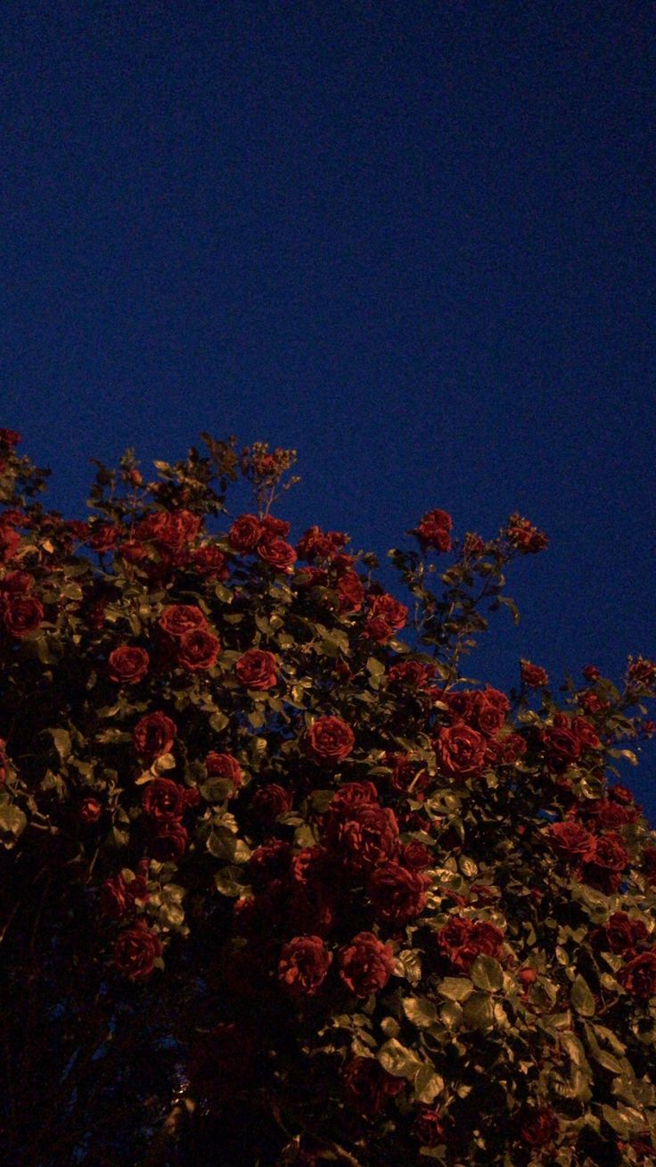 Flowers Download Wallpapers