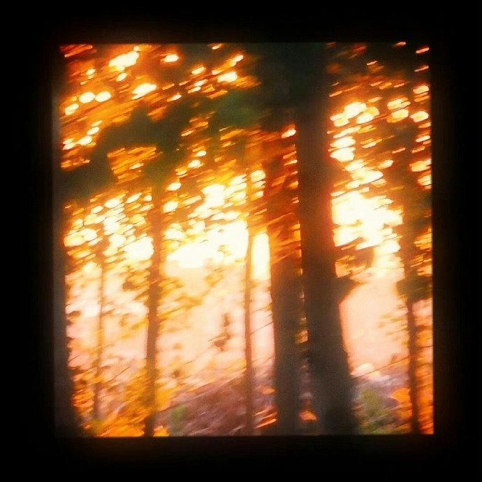 Forest Download Wallpapers
