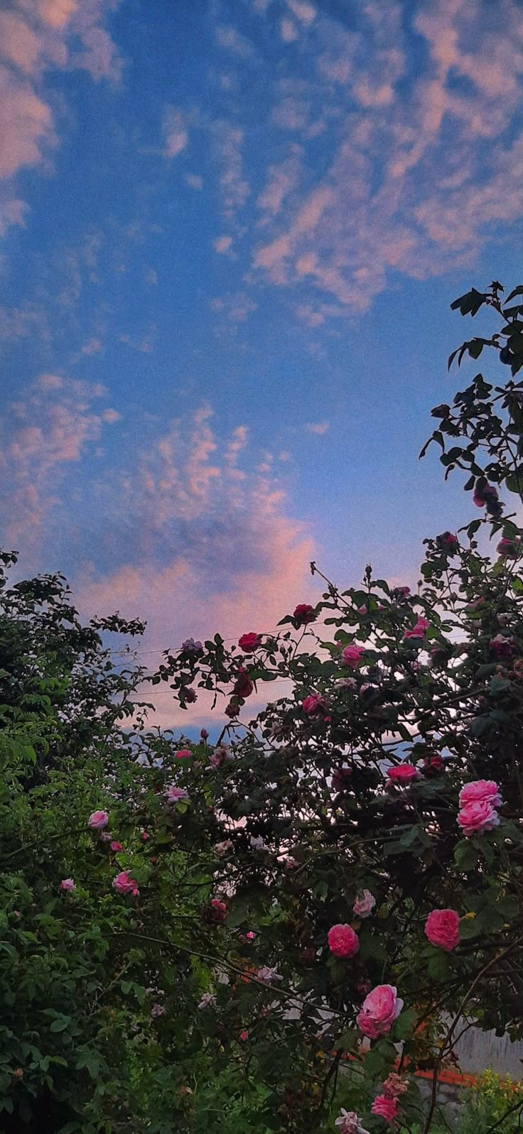 Flowers Download Wallpapers
