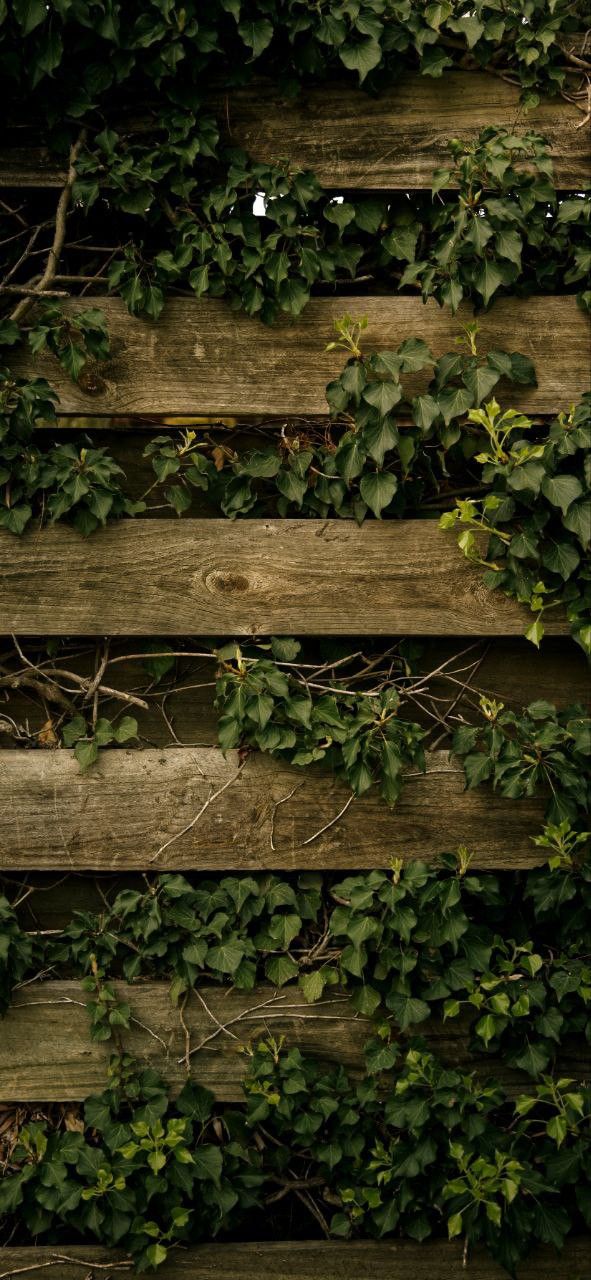 Plants Download Wallpapers