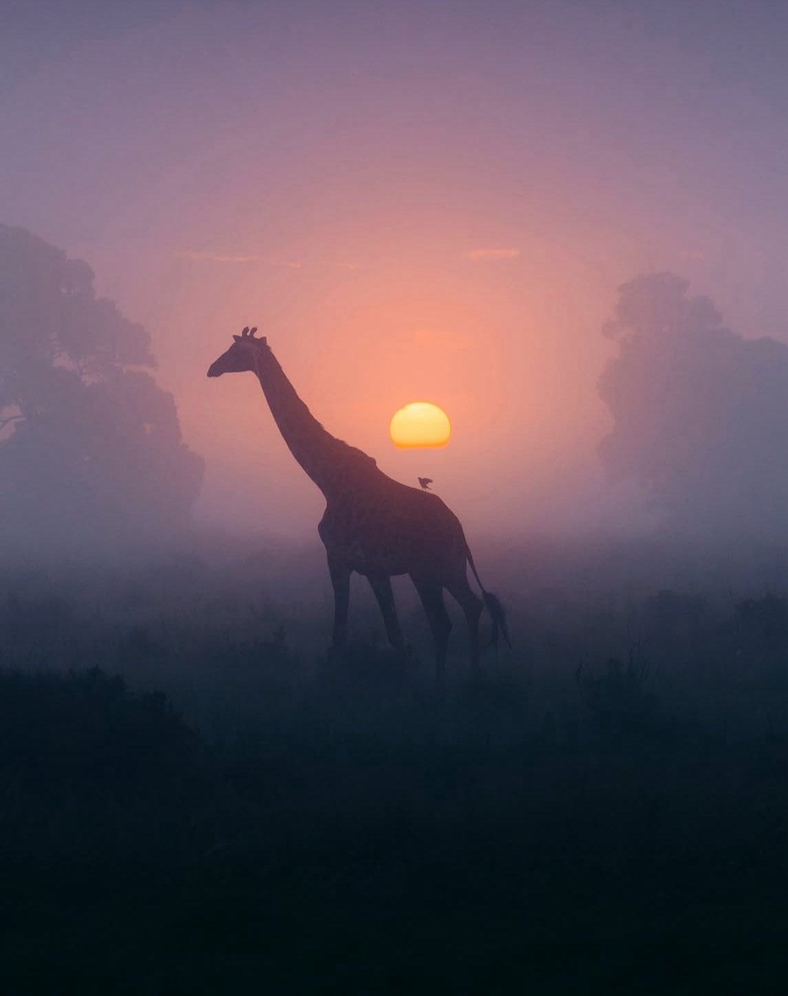 Giraffe Download Wallpapers