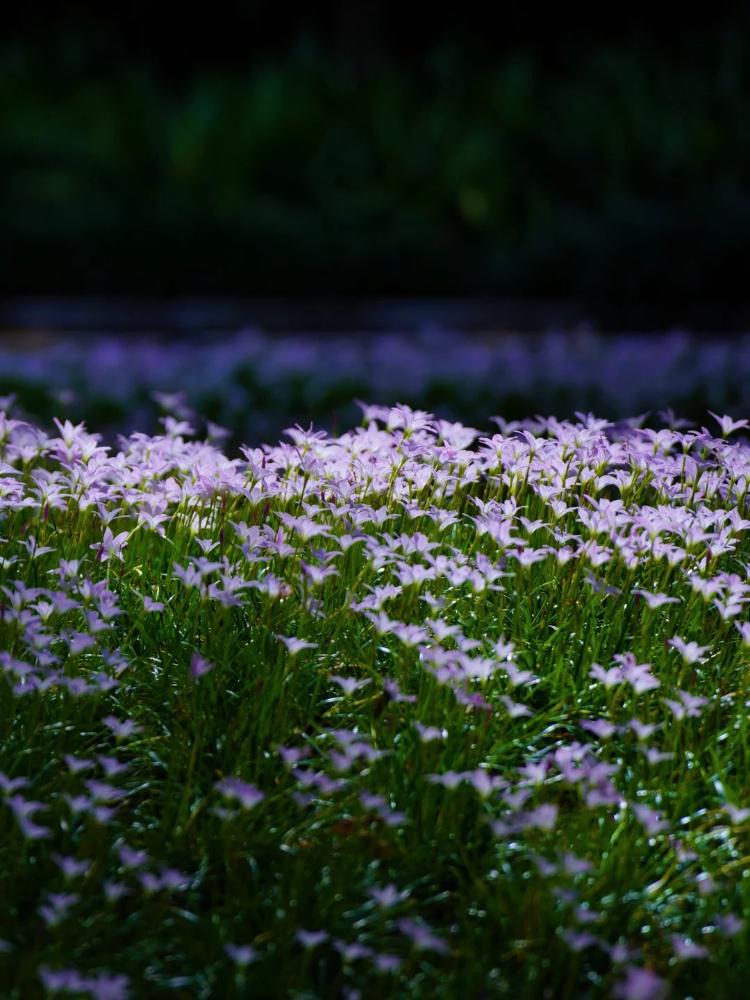 Flowers Download Wallpapers