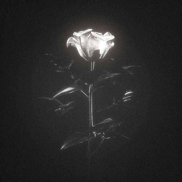 Flower Download Wallpapers
