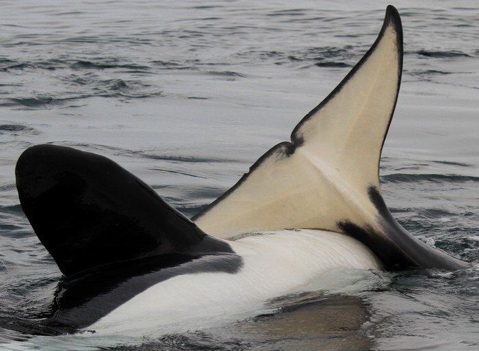 Whale Download Wallpapers
