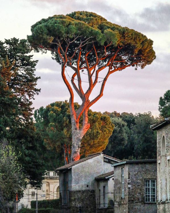 Trees Download Wallpapers