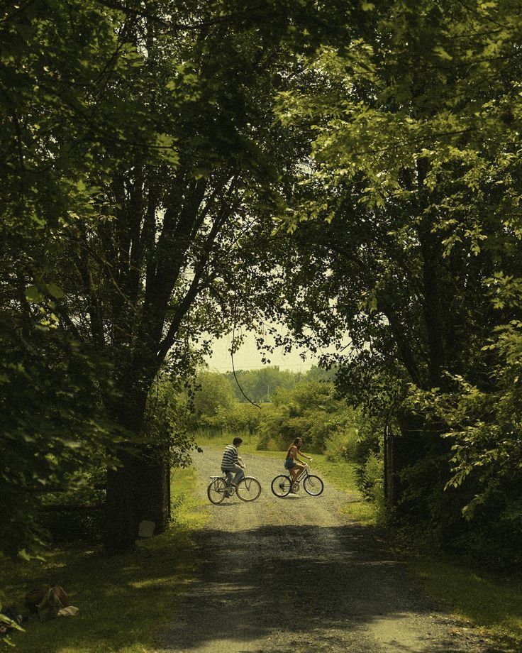 Forest Download Wallpapers