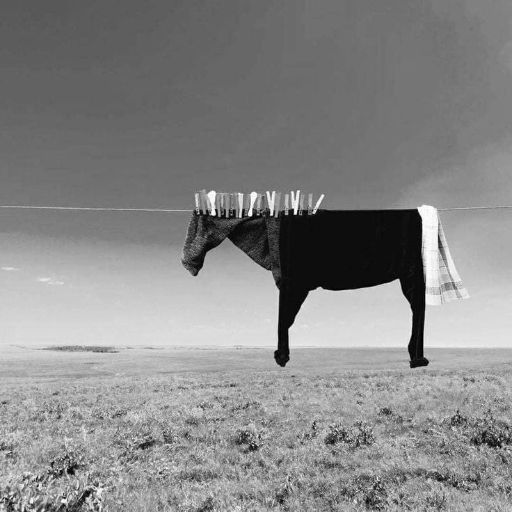 Horse Download Wallpapers