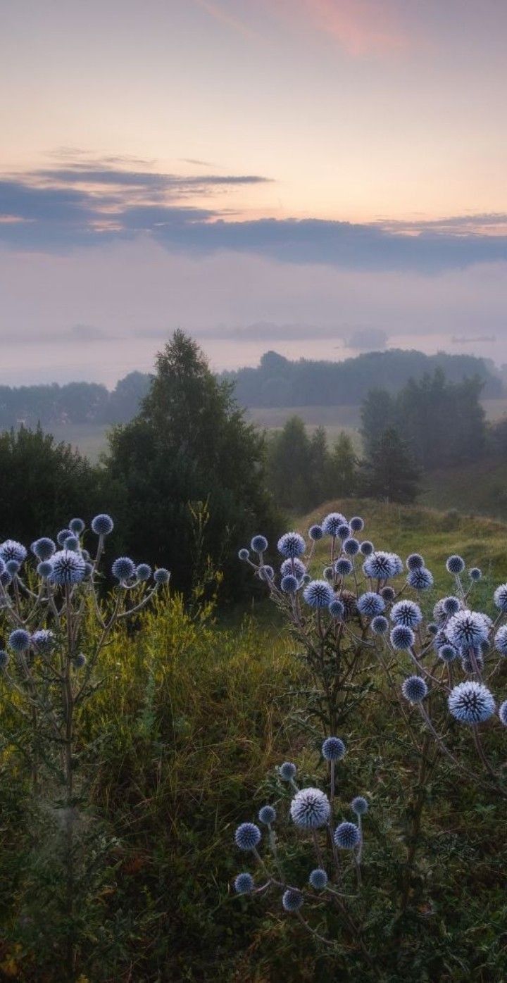 Flowers Download Wallpapers