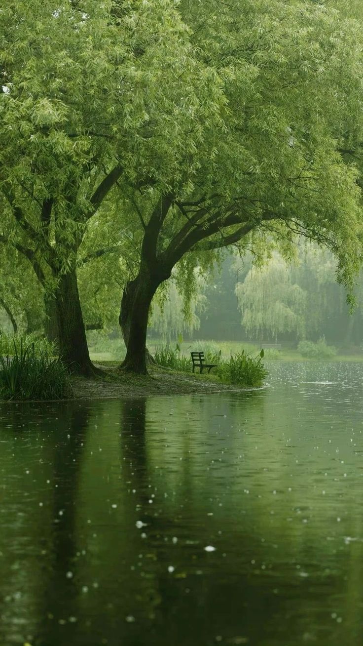 Swamp Download Wallpapers