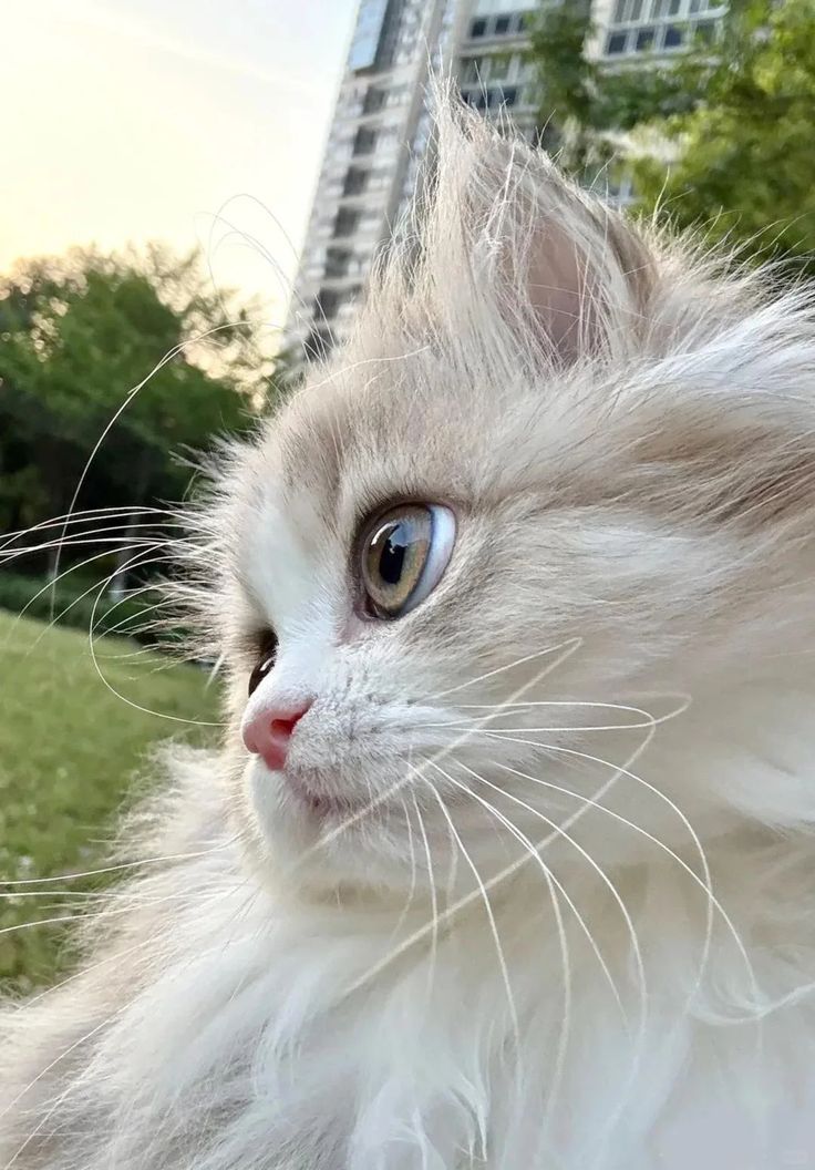 Cat Download Wallpapers