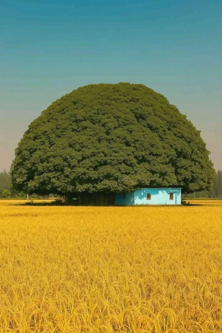 Tree Download Wallpapers
