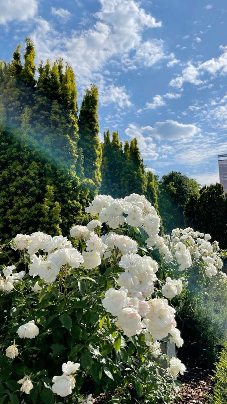 Flower Download Wallpapers