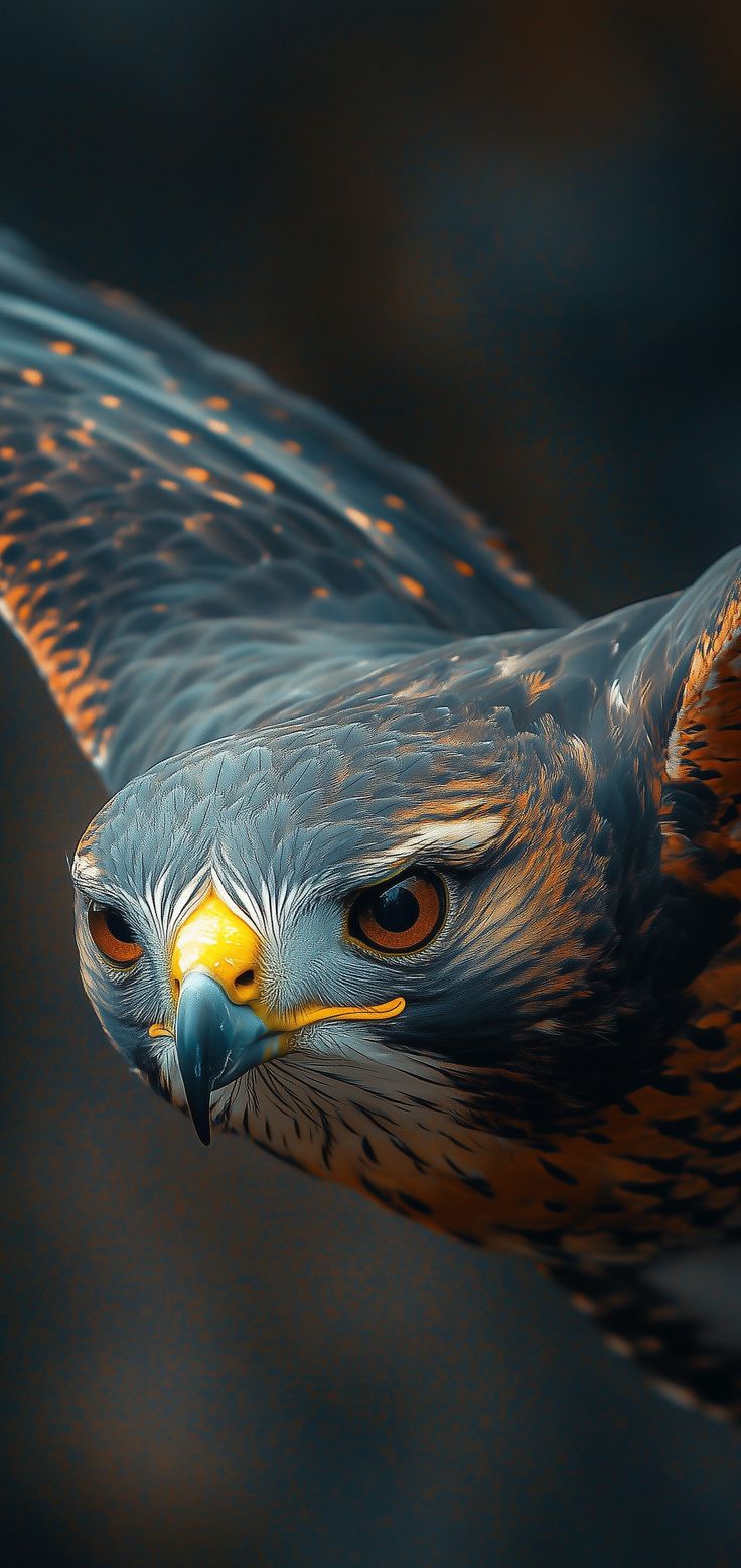 An eagle Download Wallpapers