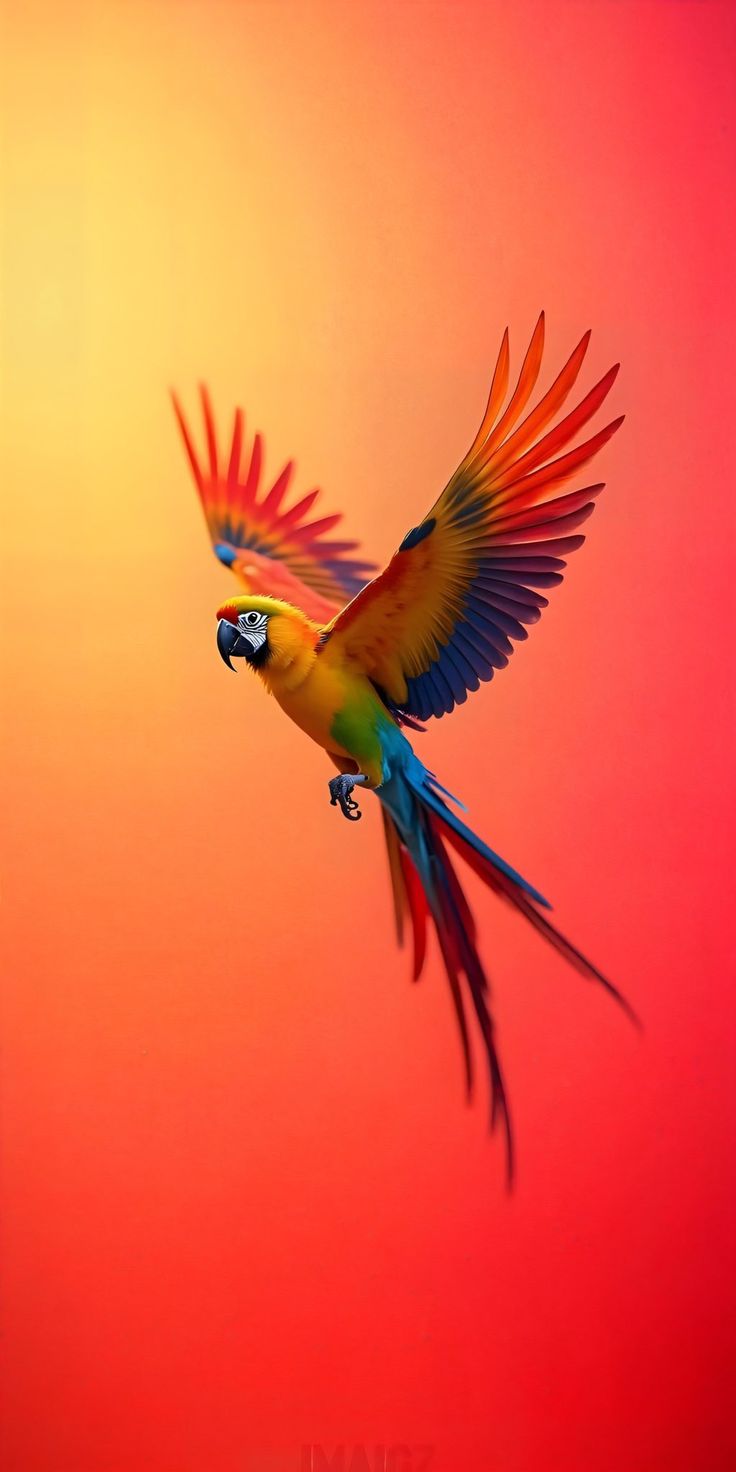 Parrot flying wallpaper download