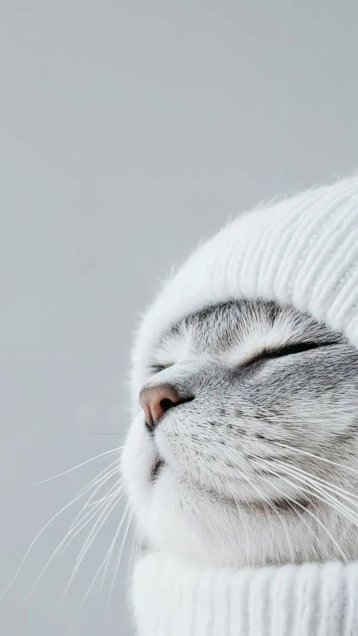 Cat Clothed 4k wallpaper